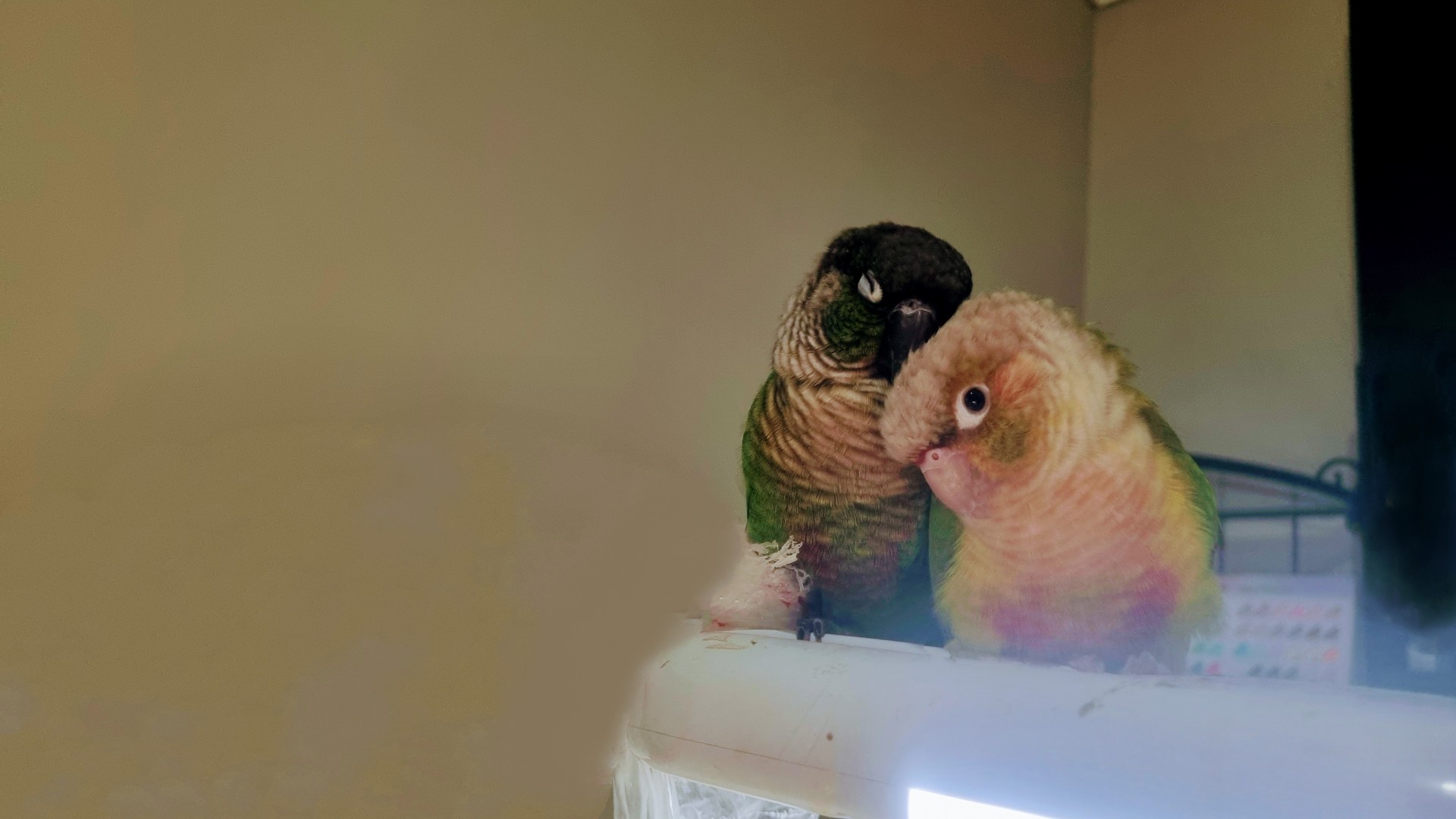 A heartwarming picture I took of two companion or mate parrots - they’re always together!